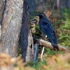 Krkavec pralesni - Corvus tasmanicus - Forest Raven o0559